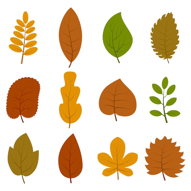 Set di dodici diversi fogli di autunno isolati su sfondo bianco. illustrazione vettoriale.