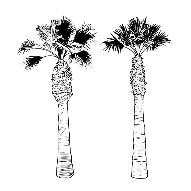 Vector set of two different date palms