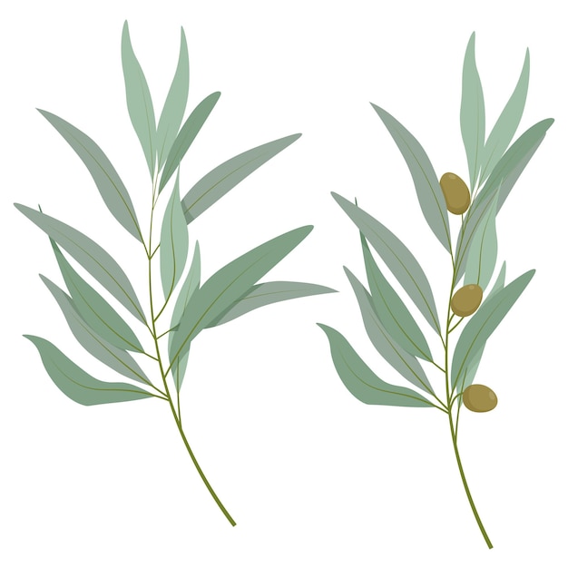 Vector set of two different olive tree branches