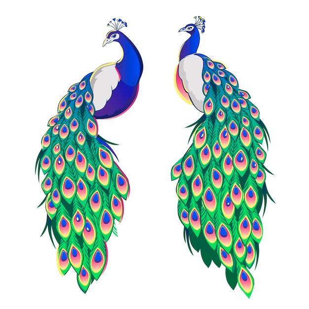 Vector set of two peacocks isolated on white background