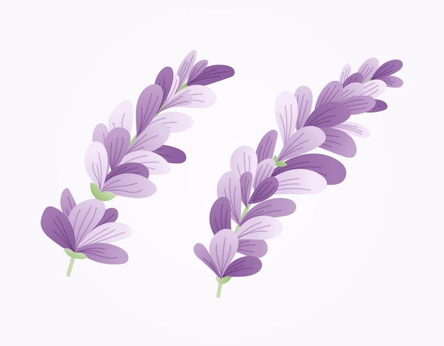 Set of two vector isolated branches of lavender or lilac with purple petals in flat style