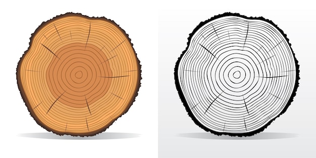 Set di due anelli di albero vettoriali e tronco d'albero tagliato a sega. grafica concettuale.