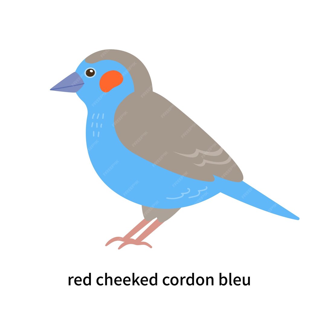 Premium Vector | Set of types of birds a cute little cordon blue with