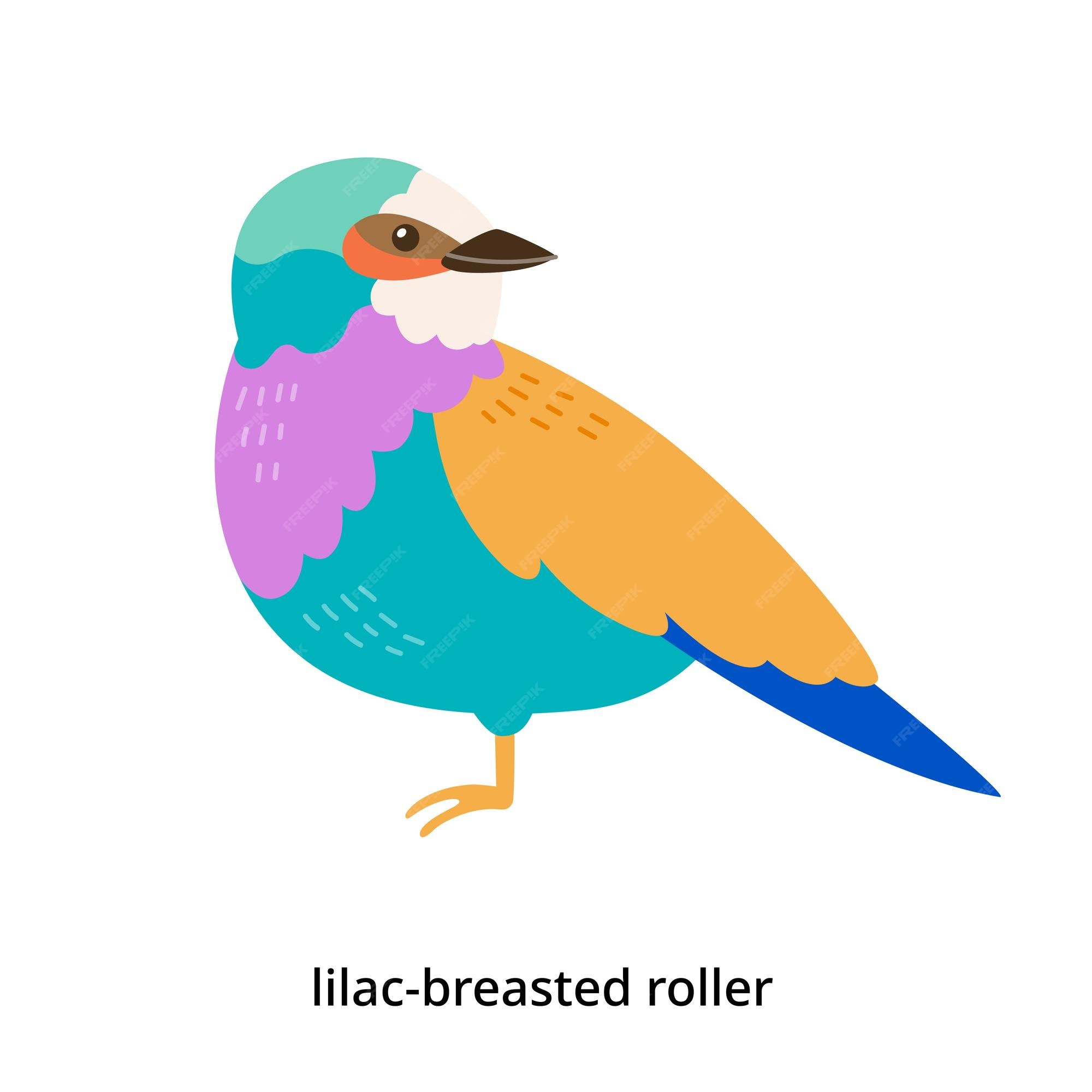 Premium Vector | Set of types of birds lilac breasted roller with