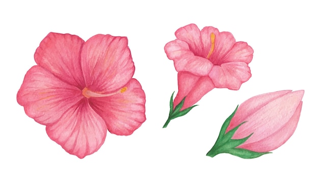 Set van 3 aquarel bloemen Rode Hibiscus Petunia Mirabilis Mallow Enkele roze knop Rose rode Peony