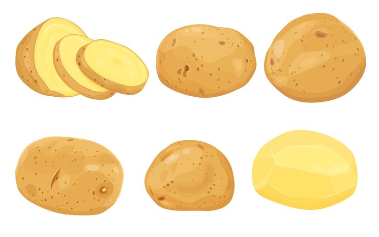 Vector set van aardappelen vectorillustratie. geïsoleerd op een witte achtergrond. vectoreps 10.