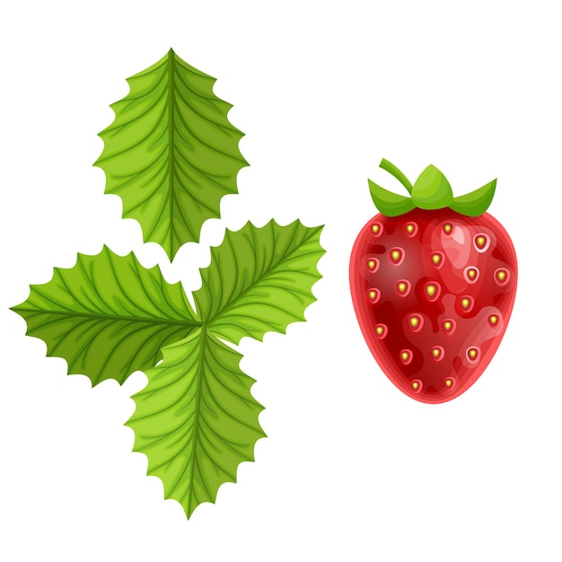 Set van aardbei met bladeren fruit in Cartoon stijl op witte achtergrond Vector eps 10 format