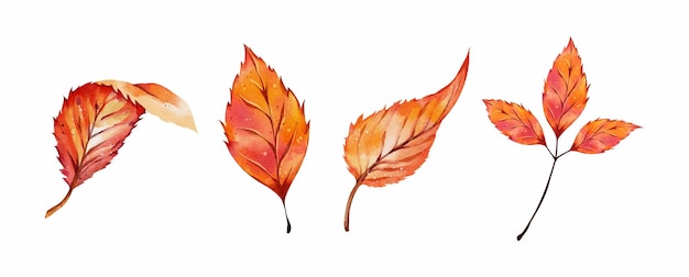 Set van aquarel herfstbladeren vector geïsoleerd op een witte achtergrond