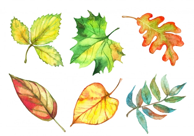 Set van aquarel herfstbladeren. Vector