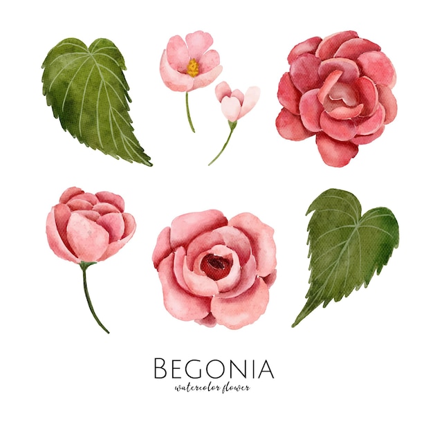 Vector set van aquarel illustratie begonia bloem