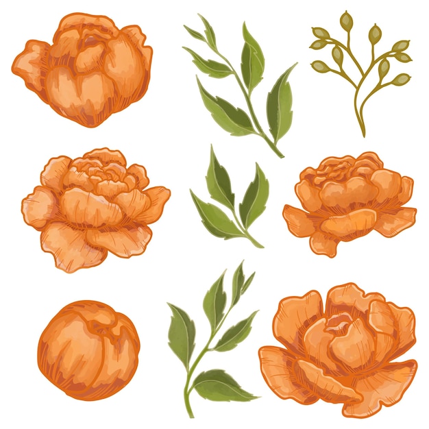 Set van aquarel pioen bloem oranje flora clipart