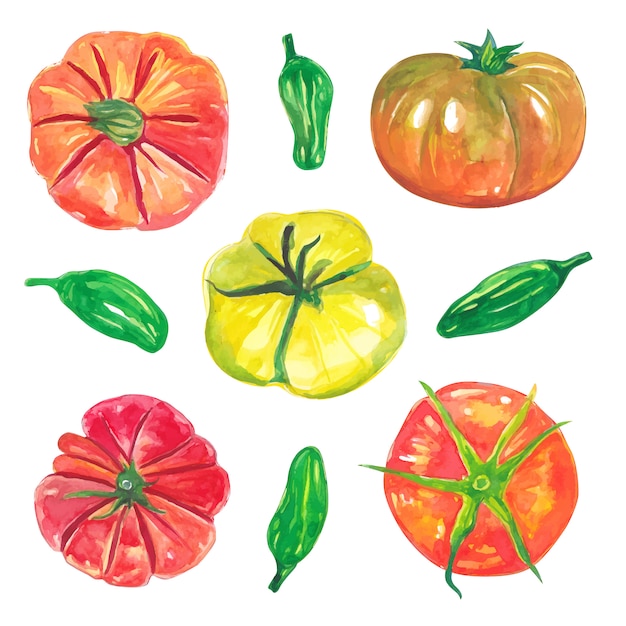 Vector set van aquarel rode tomaten en groene chili veganistische groenten collectie