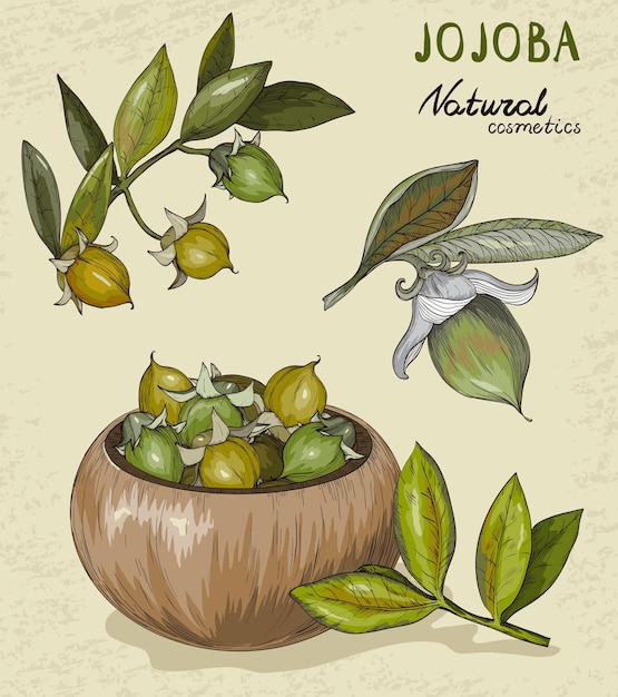 Set van biologisch Jojoba-fruit