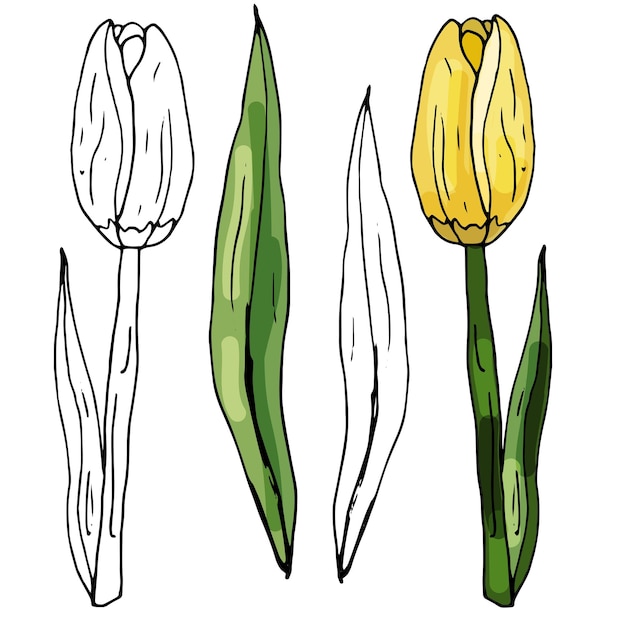 Set van bloemen van een bloeiende orchidee op een afgelegen witte achtergrond de contour is met de hand getekend