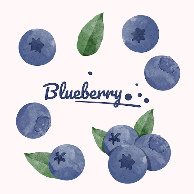 Set van Blueberry Design-elementen. aquarel stijl vectorillustratie.
