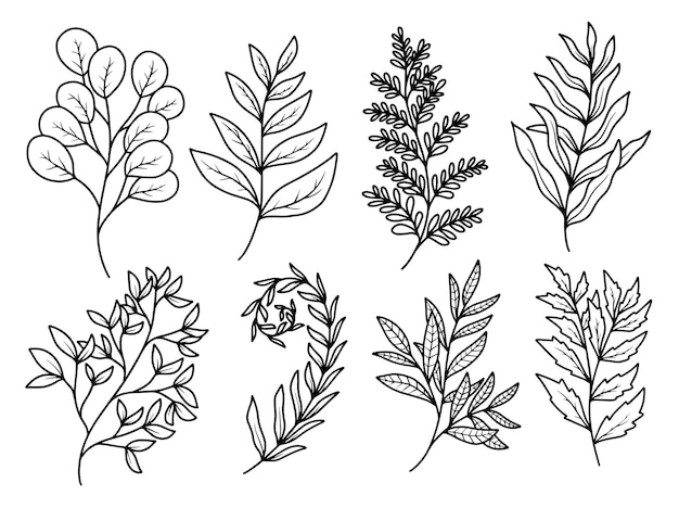 Set van botanisch blad met handgetekende lijntekeningen