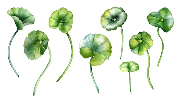 Set van centella asiatica waterverf illustratie geïsoleerd op witte Pennywort gotu kola