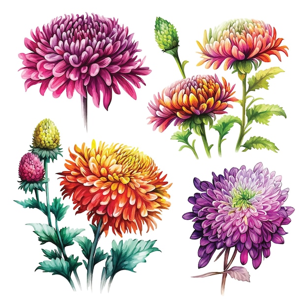 Set van chrysant bloemen aquarel verf