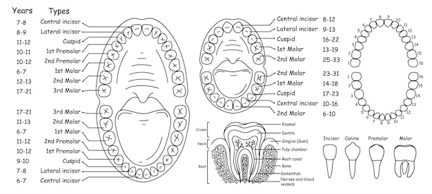 Vector set van de anatomie van menselijke tanden en kaken rangschikking van tanden bij mensen