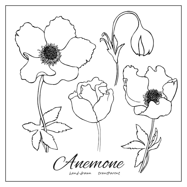 Vector set van decoratieve anemonen silhouetten collectie van met de hand getekende wilde bloemen voor decoratieontwerp