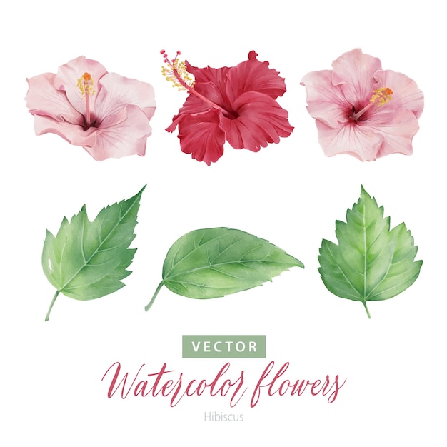 Set van digitale aquarel Hibiscus bloemen en groene bladeren