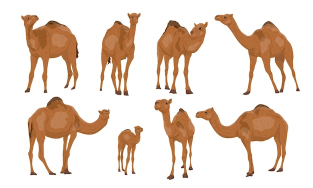 Vector set van dromedary kamelen camelus dromedarius volwassen kamelen en hun kalveren staan en lopen