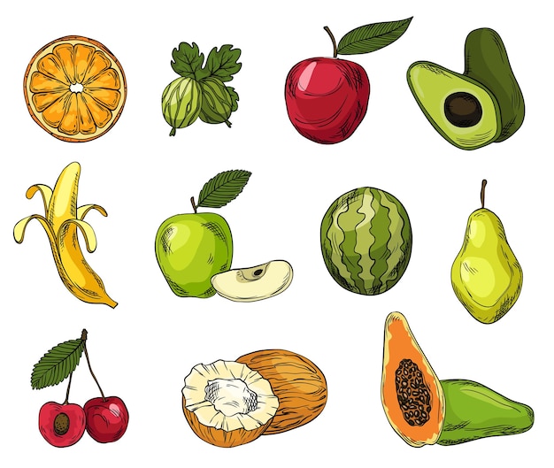 Vector set van eco fruit in gekleurde lijn schetsstijl