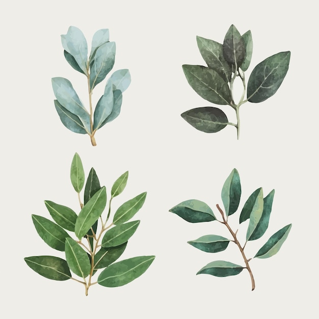 set van Eucalyptus op een witte achtergrond Illustraties