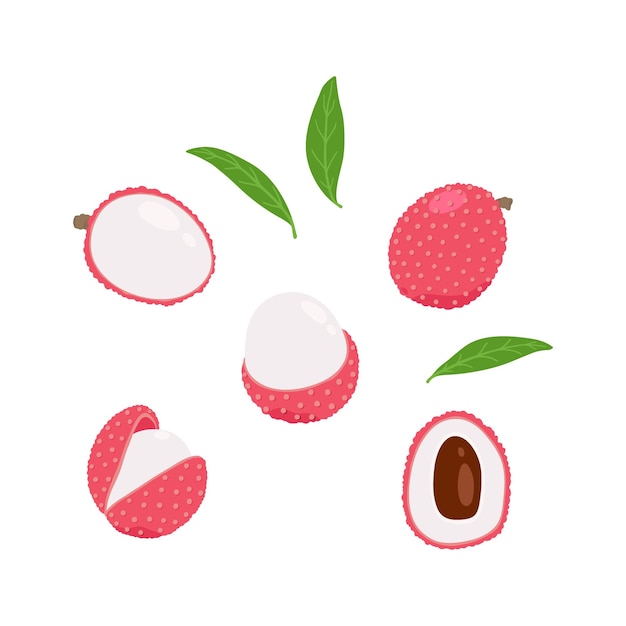 Set van exotisch lychee-fruit in verschillende vormen Heldere illustratie van tropisch fruit