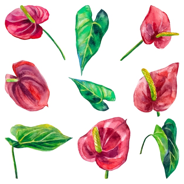 Set van exotische aquarel illustraties van Anthurium bloemen tropische planten collectie