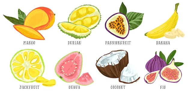 Vector set van exotische vruchten mango durian passievrucht