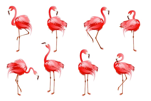 Set van flamingo-concept