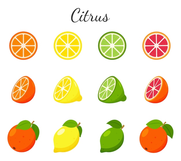 Vector set van fruit en citrus clipart. sinaasappel, grapefruit, limoen en citroen.