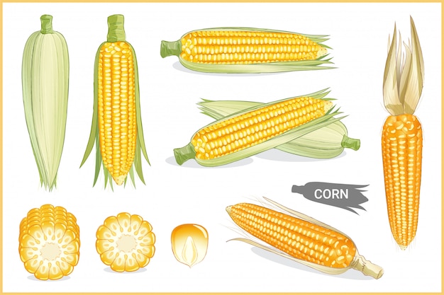 Vector set van gele suikermaïs illustratie