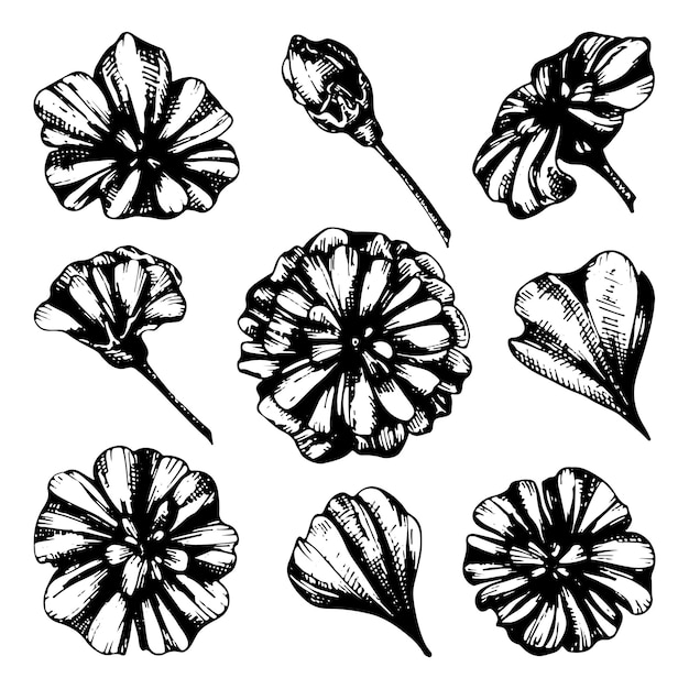 Set van Goudsbloem bloemen vector lijntekeningen Bloeiende plant bud bloemblaadje Tuin bloeiende madeliefjebloemen Hand getekende zwart-wit grafische afbeelding