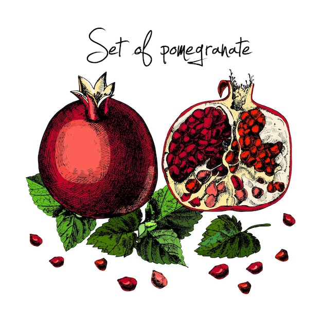 Set van granaatappels Illustraties Vector