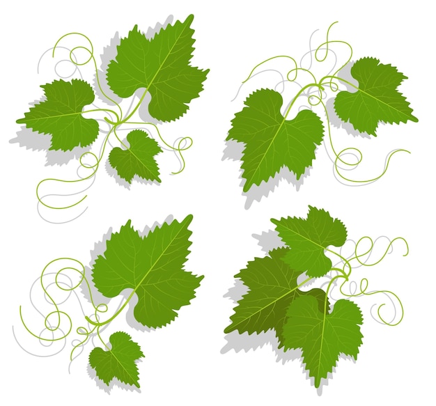 Set van groene druivenbladeren met gedraaide ranken Wijnmaken en tuinieren Cartoon vector geïsoleerd op een witte achtergrond
