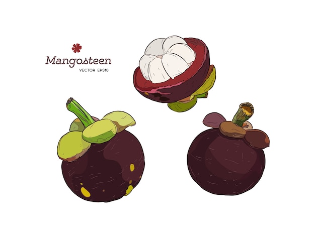 Set van hand getrokken mangosteen tropisch fruit. Verse biologische voeding.