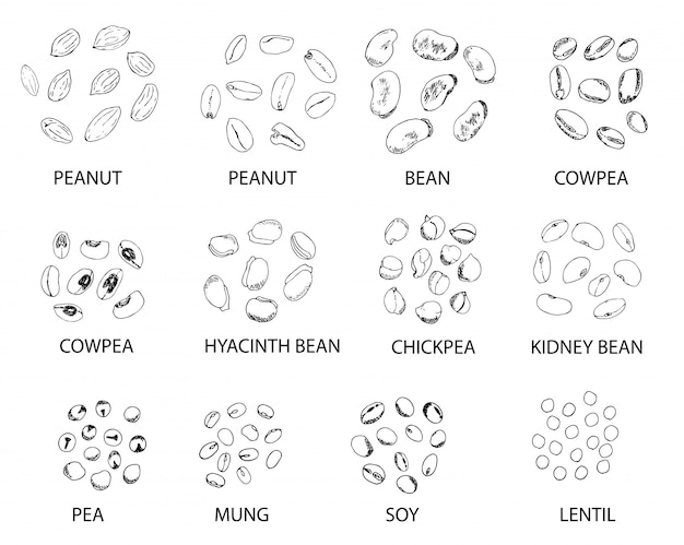 Set van hand getrokken schets bonen