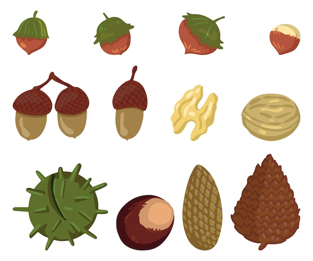 Set van herfst oogst. Vectorillustraties van het herfstseizoen. Tekeningen van verschillende bosnoten en kegels. Cartoon gekleurde cliparts collectie geïsoleerd op een witte achtergrond.