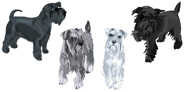 Set van honden ras miniatuur schnauzer