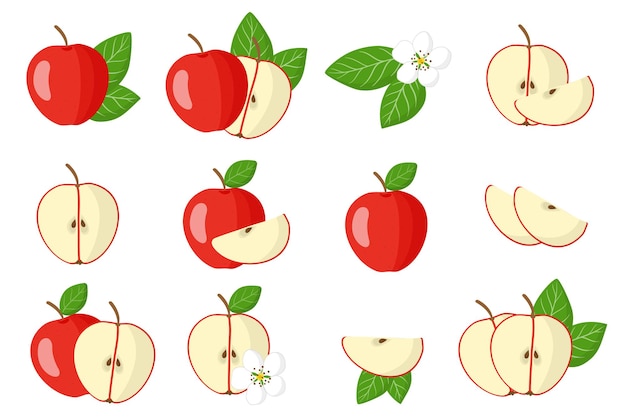 Set van illustraties met exotische vruchten, bloemen en bladeren van de rode appel geïsoleerd op een witte achtergrond. geïsoleerde pictogrammen instellen.