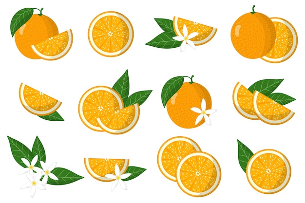 Set van illustraties met oranje exotische citrusvruchten, bloemen en bladeren geïsoleerd op een witte achtergrond.
