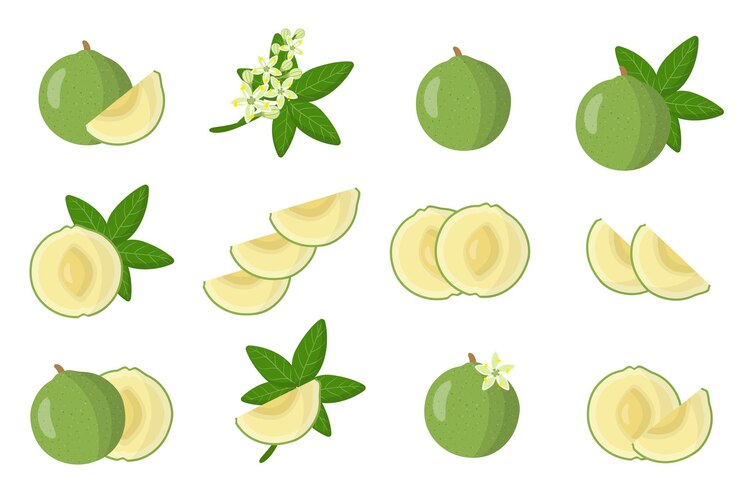 Set van illustraties met wit sapote exotisch fruit, bloemen en bladeren geïsoleerd