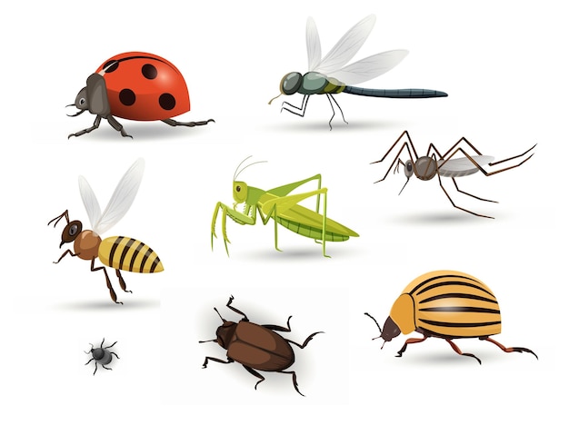 Set van insecten vector concept