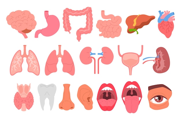 Set van interne organen en lichaamsdelen platte eenvoudige illustratie