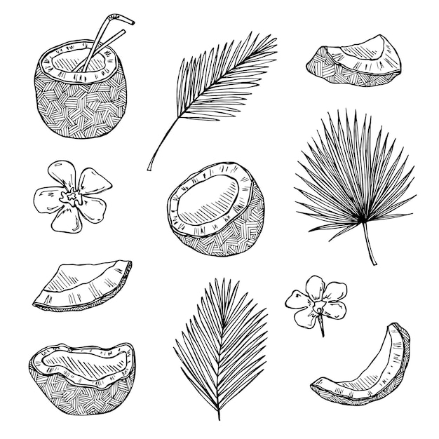 Set van kokosnoot cliparts Hand getrokken moer pictogram Tropische illustratie Voor print webdesign decor