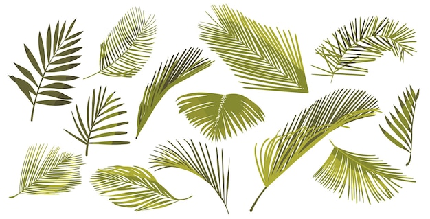 Set van kokospalm bladeren geïsoleerd op een witte achtergrond. Tropische plant gebladerte grafische elementen, groene takken van palm