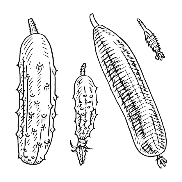 Vector set van komkommer schets rijpe groenten vegetarisch voedsel dieet hand getekende vector illustratie