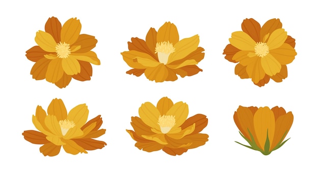 Vector set van kosmos bloeiende bloemen illustratie